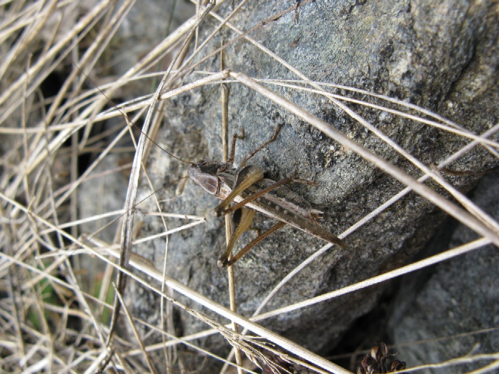 Ortotteri delle Orobie valtellinesi (Sondrio)